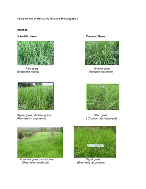 types of grass names
