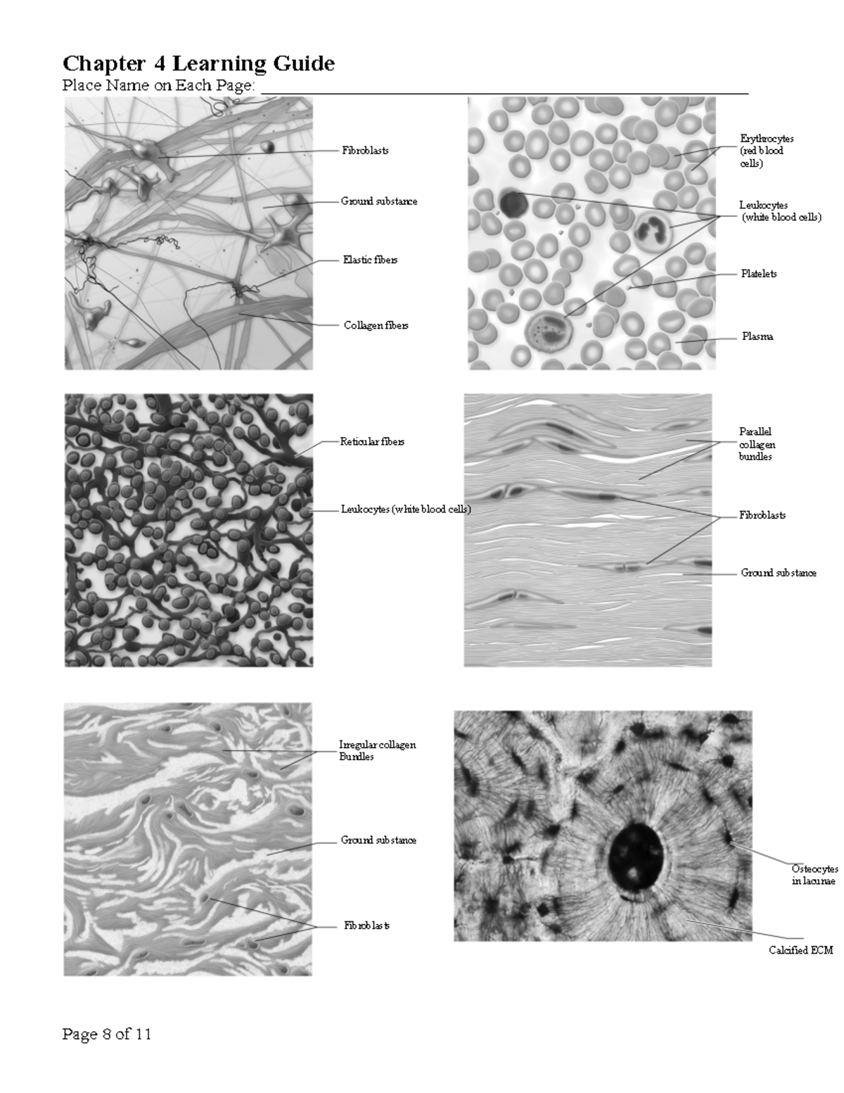 Chapter 4 histology lecture notes - Chapter 4 Learning Guide Place Name ...