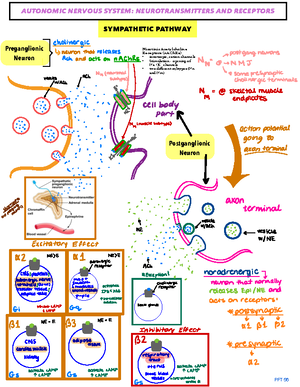 Chapter 19 - The Urinary Sytem Fluid and Electrolyte Balance (1 ...