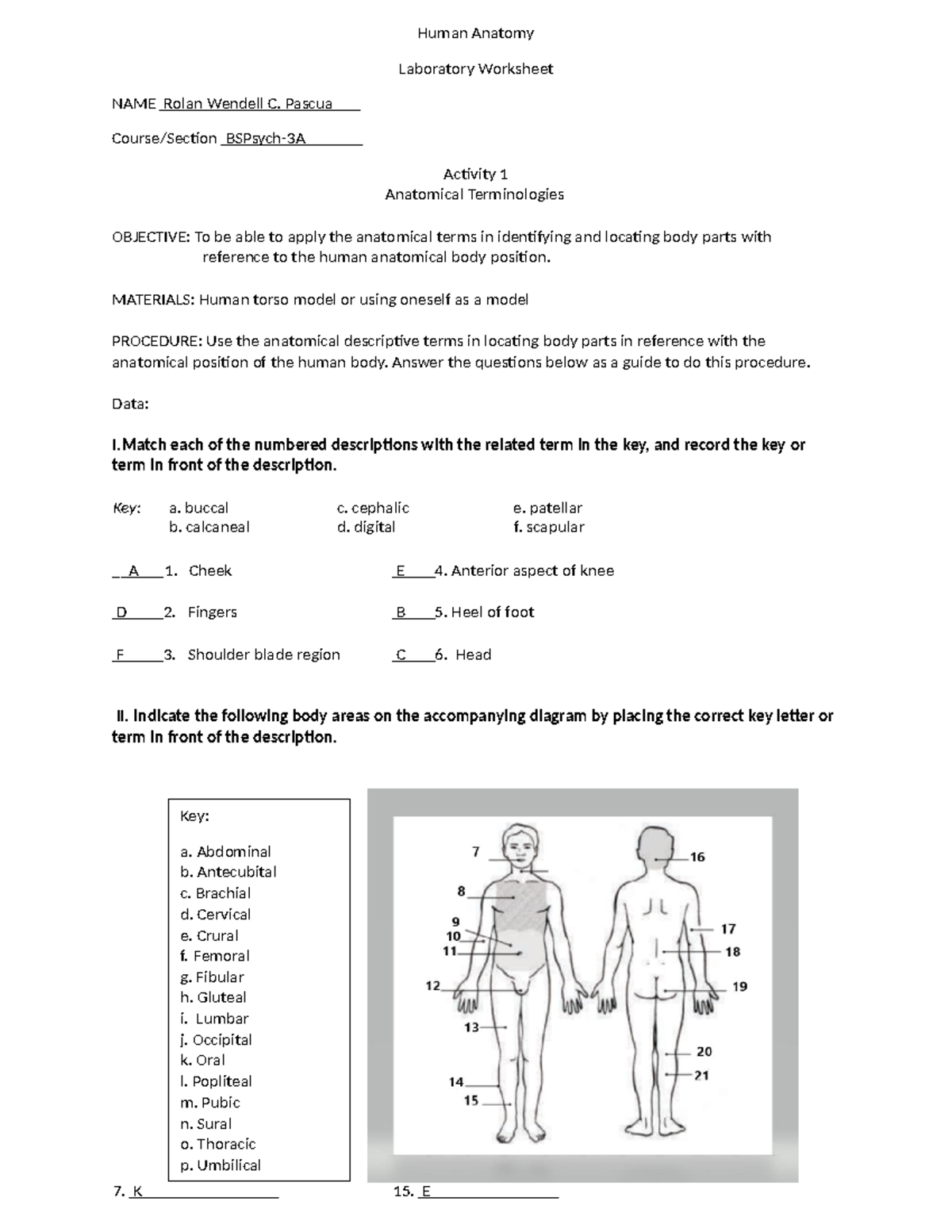 Human Ana Terms Lab Activity 1 2nd copy - Human Anatomy Laboratory ...