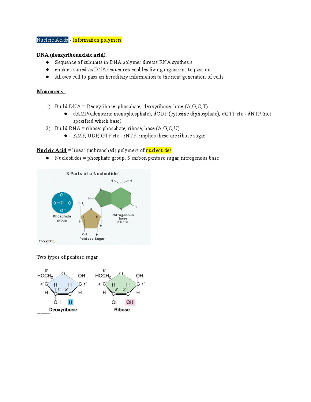 Unit 1 bio 130 notes - Nucleic Acids - Information polymers DNA ...