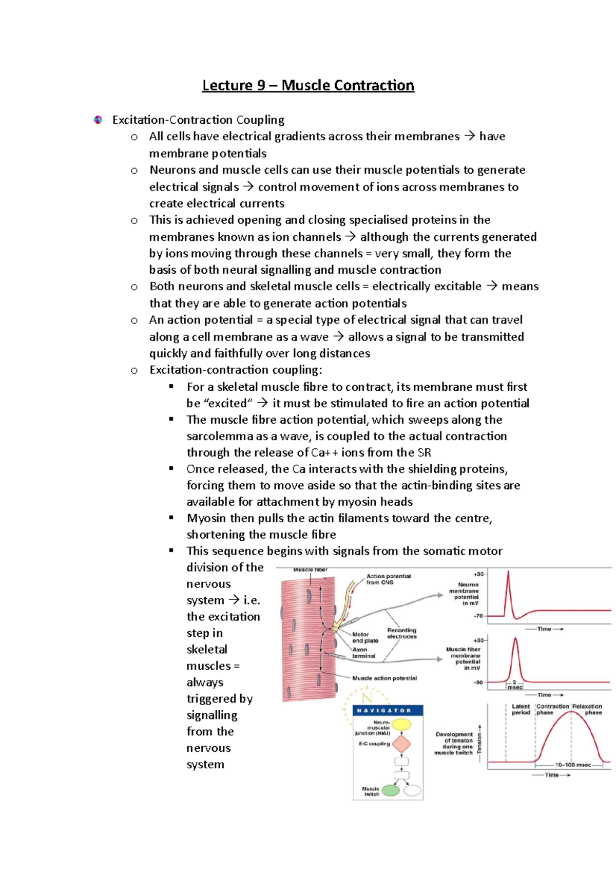 Lecture 9 - Lecture 9 – Muscle Contraction Excitation-Contraction ...