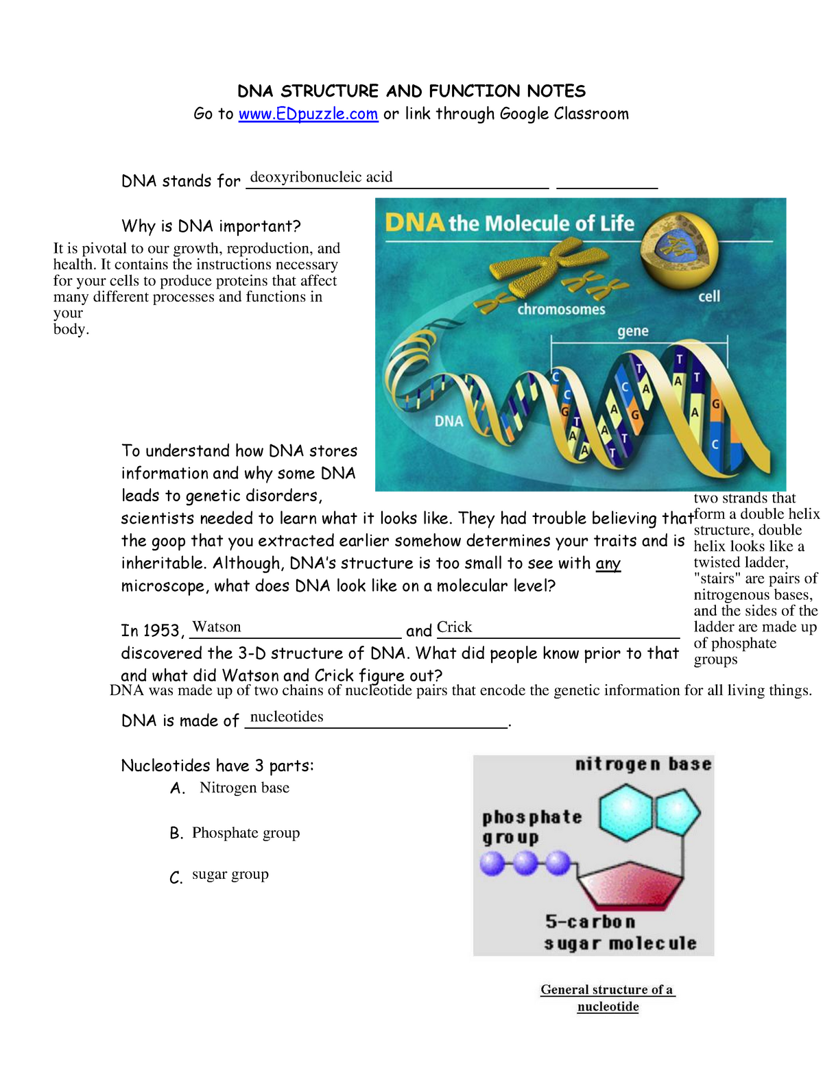 dna-structure-and-function-notes-1-dna-structure-and-function-notes