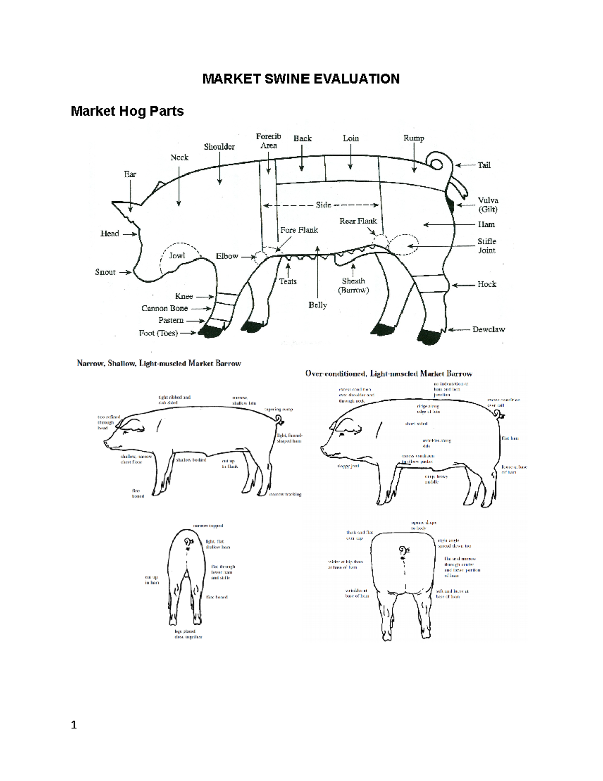 211 Market Swine Notes MARKET SWINE EVALUATION Market Hog Parts 1