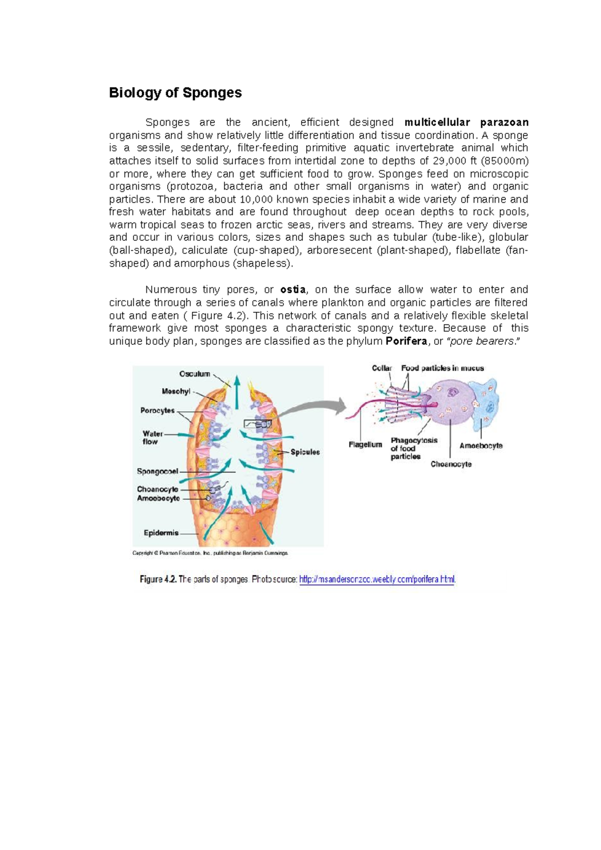 Biology of Sponges Biology of Sponges Sponges are the ancient