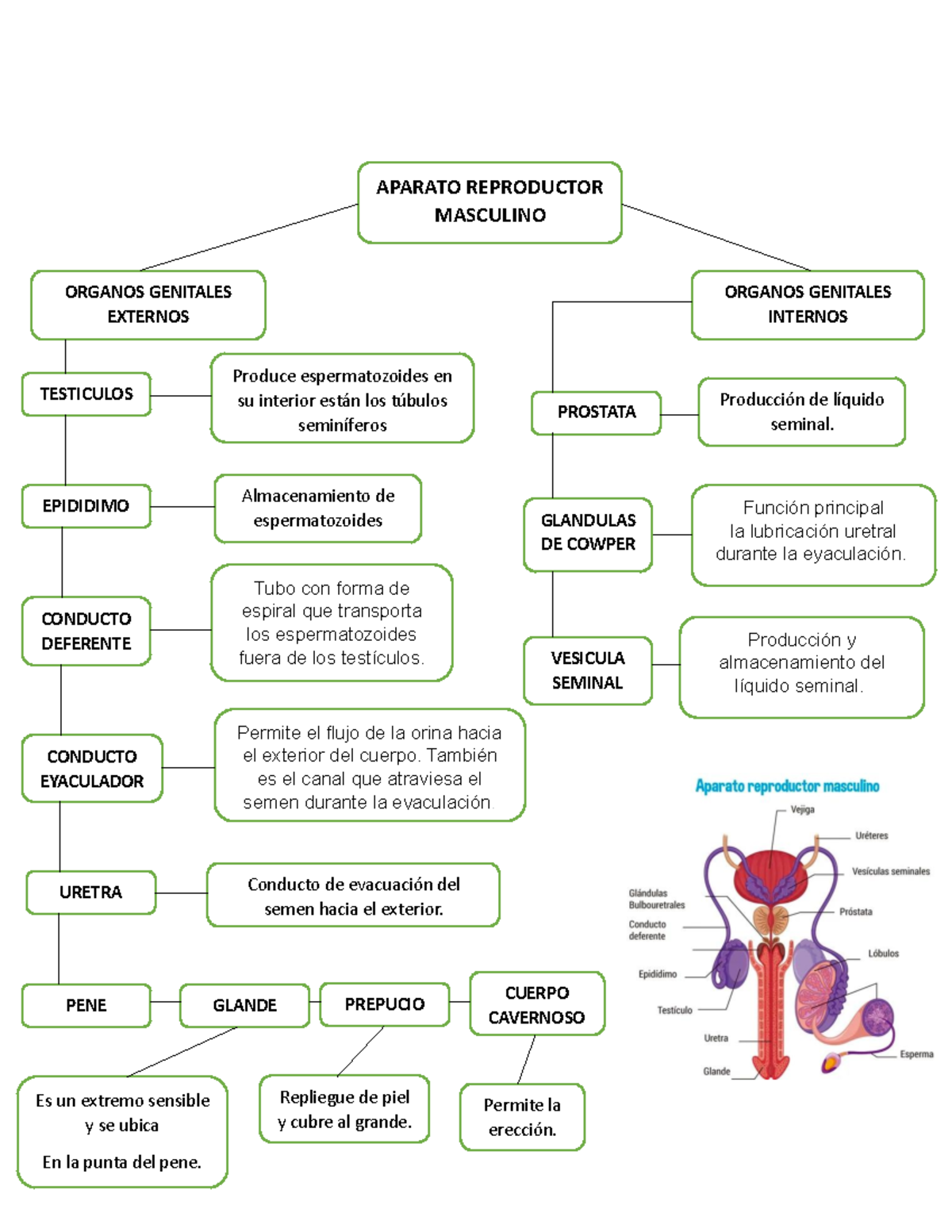 View Mapa Conceptual Del Aparato Reproductor Masculino Pictures Book Mapa