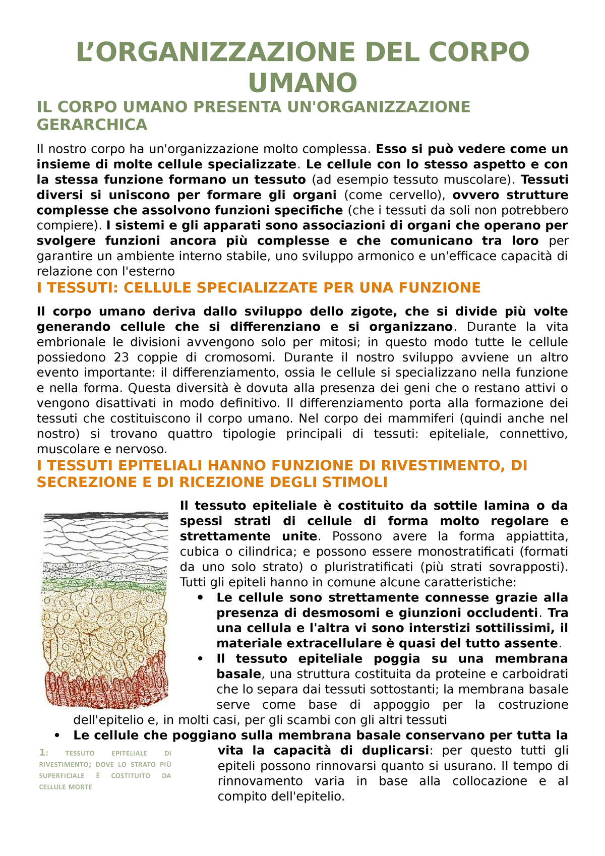 Organizzazione del corpo umano (1)