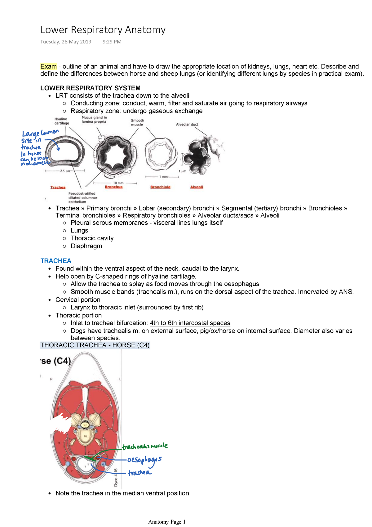 Lower Respiratory Anatomy - Describe and define the differences between ...