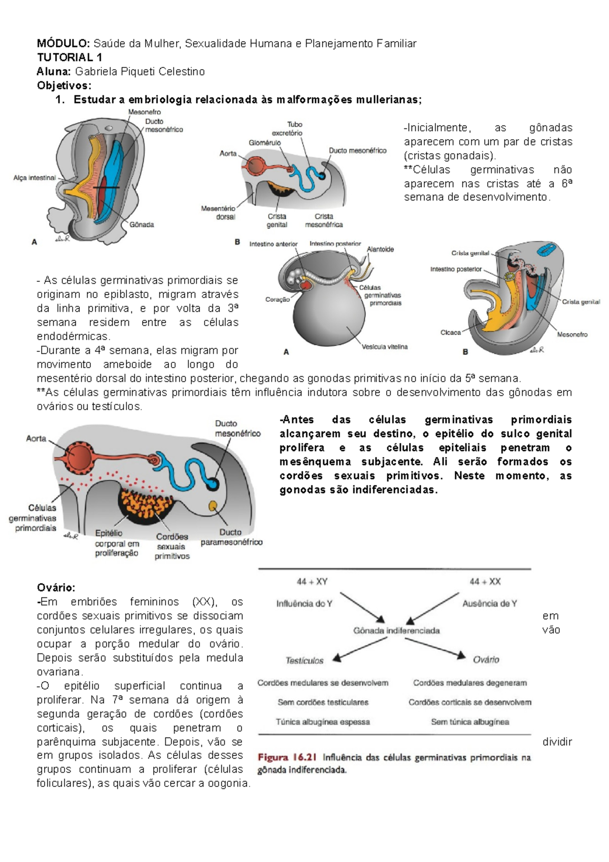 Malformações mullerianas, fisiologia menstrual e amenorreias primárias ...