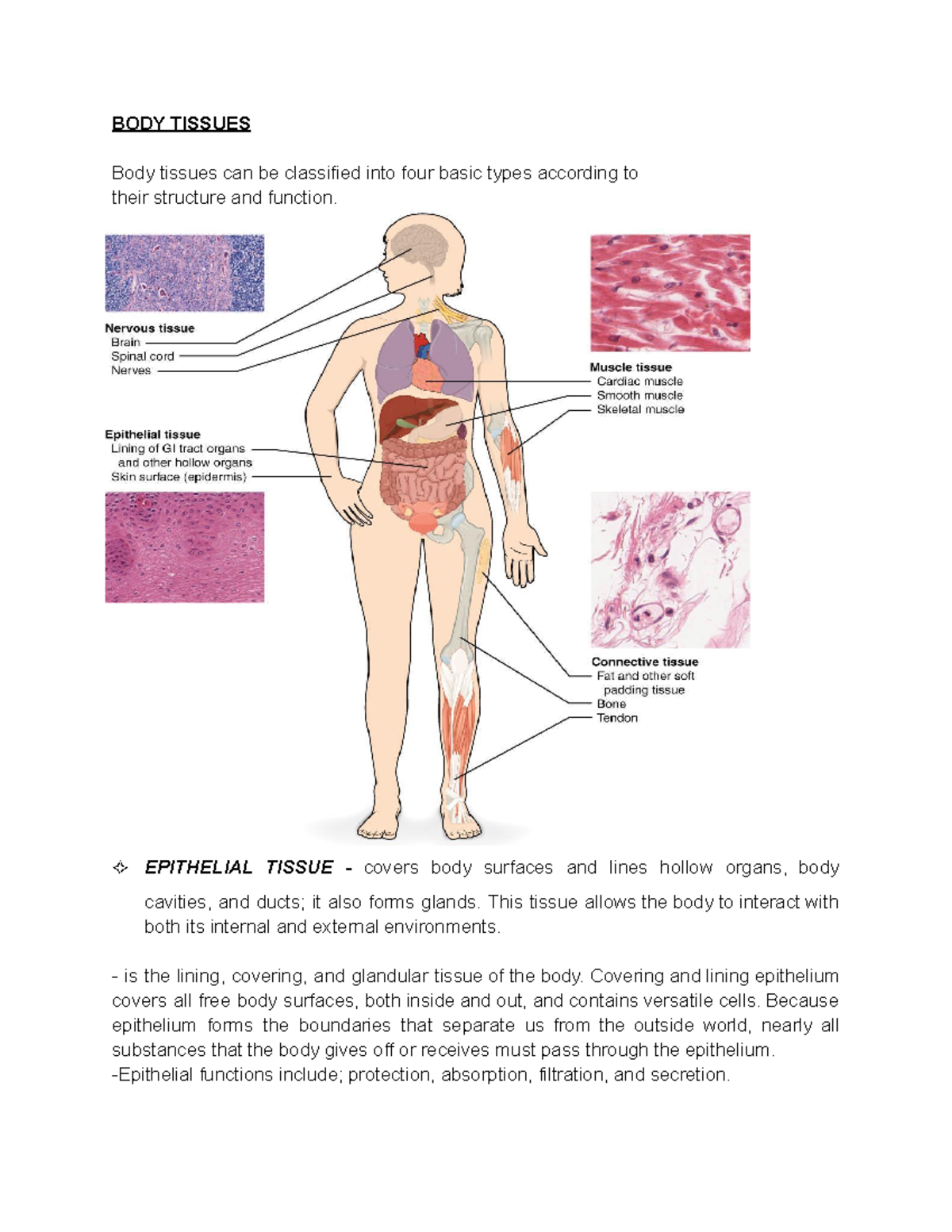 BODY Tissues - REFERENCE - BODY TISSUES Body tissues can be classified ...
