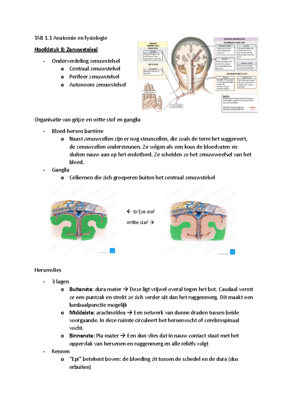 Tab 1.1 Zenuwstelsel - TAB 1 Anatomie En Fysiologie Hoofdstuk 8 ...