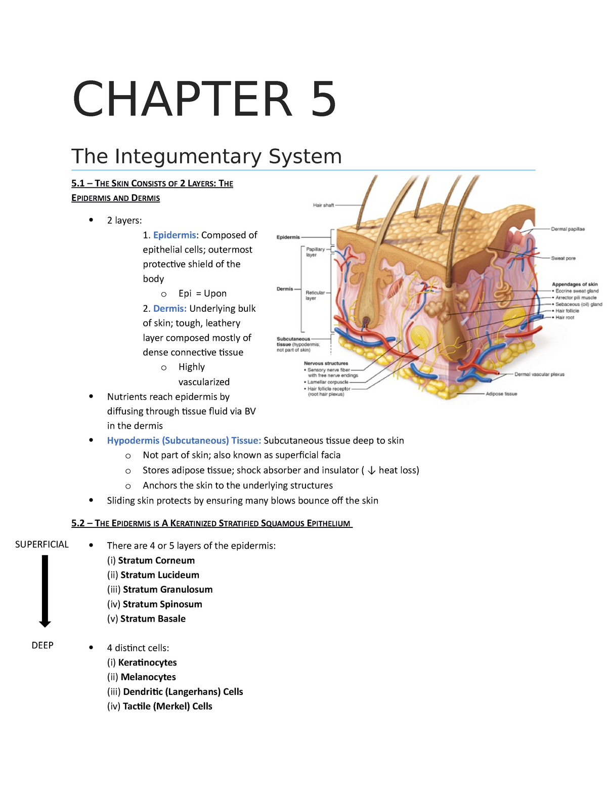 Chapter 5: Integumentary System CHAPTER 5 The Integumentary System 5