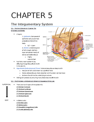 Chapter 5: Integumentary System - PAR3614 - StuDocu