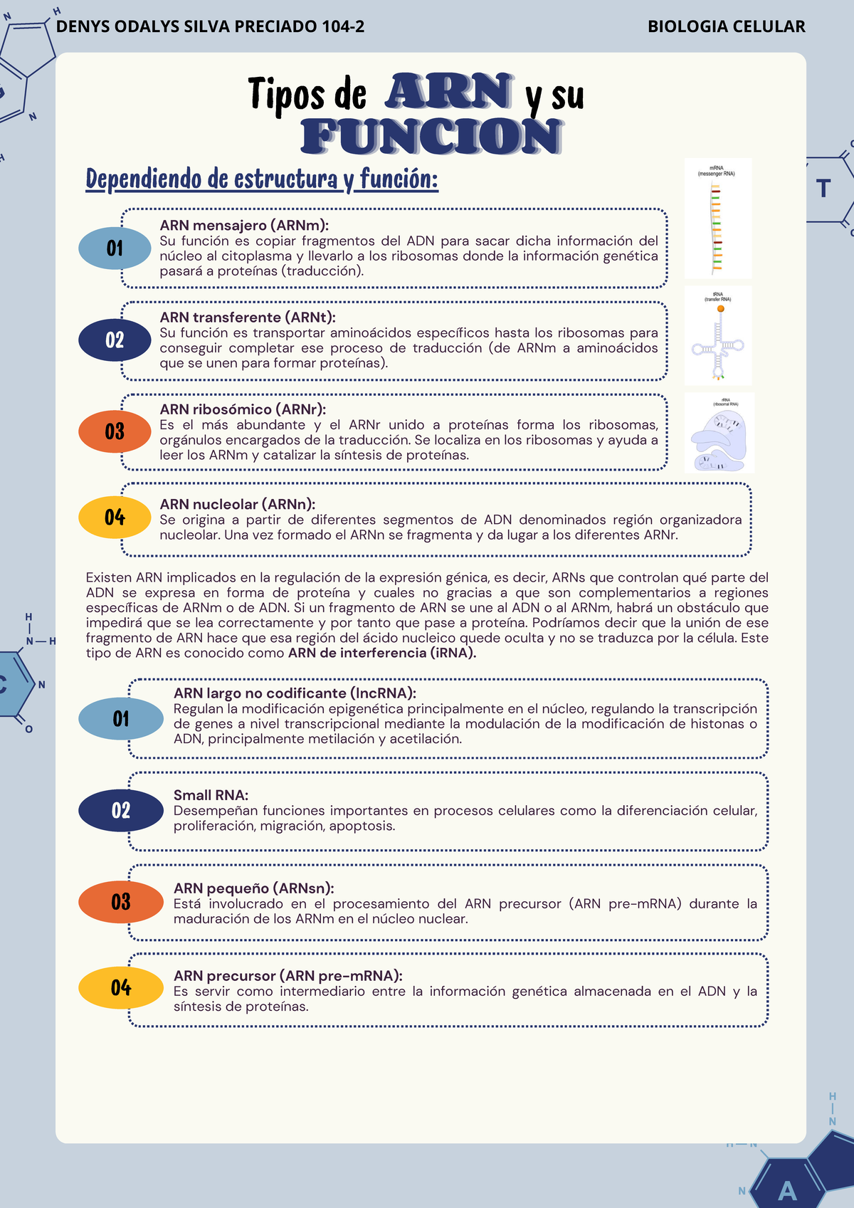 Tareas- Modificaciones ARN - 01 ARN mensajero (ARNm): Su función es ...