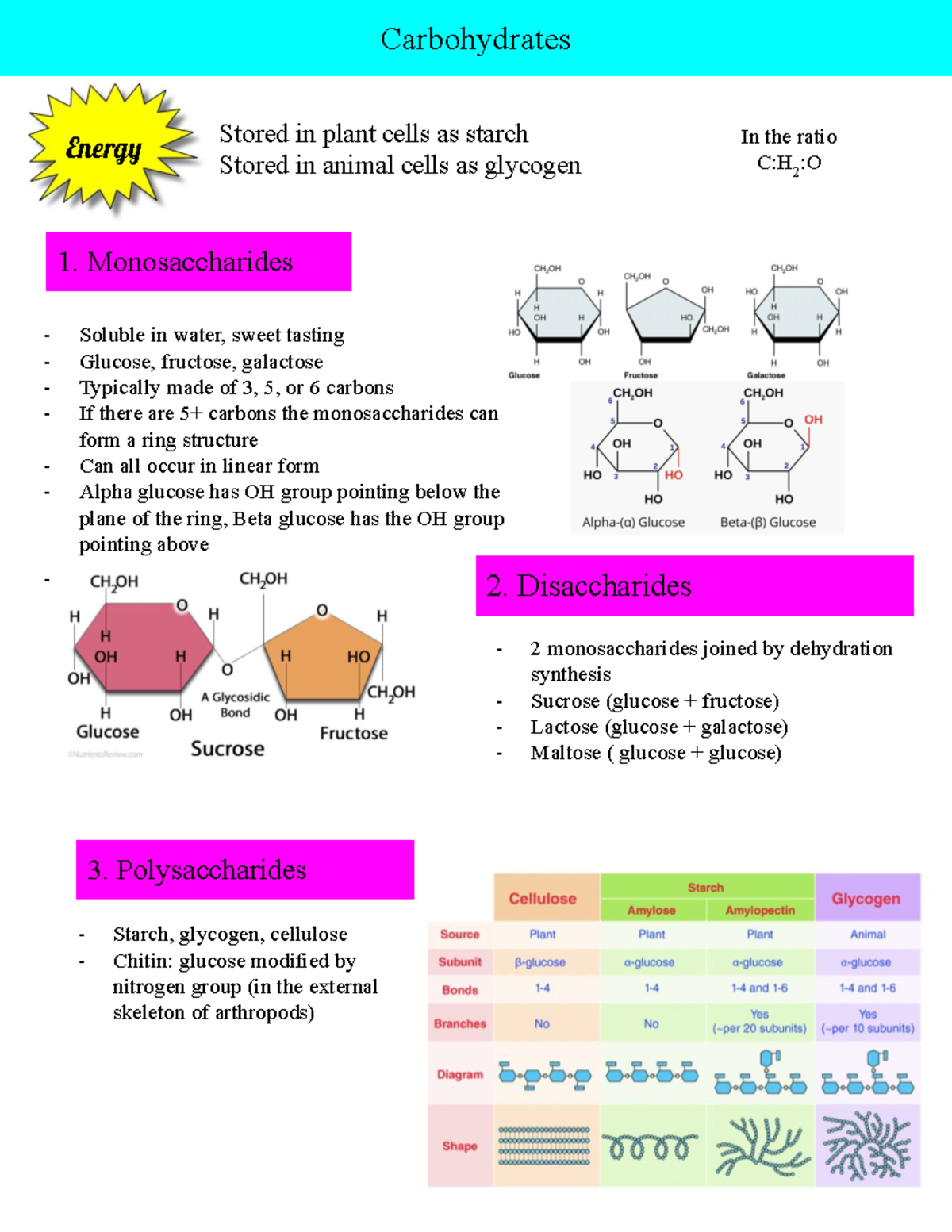 Bio carbs, lipids notes Carbohydrates Stored in plant cells as