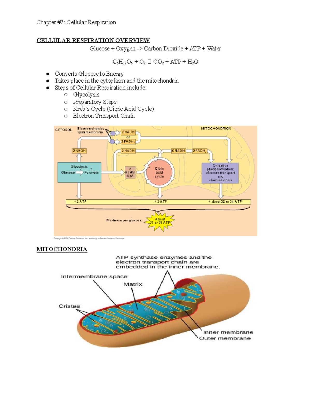 Chapter 7 Cellular Respiration - Chapter #7: Cellular Respiration ...