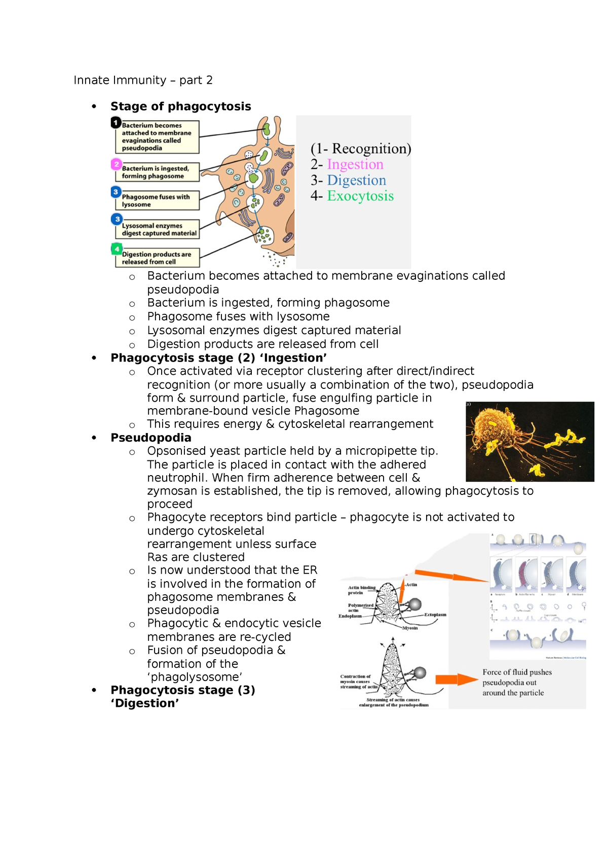 Innate Immunity – Part 2 - Innate Immunity – Part 2 Stage Of ...