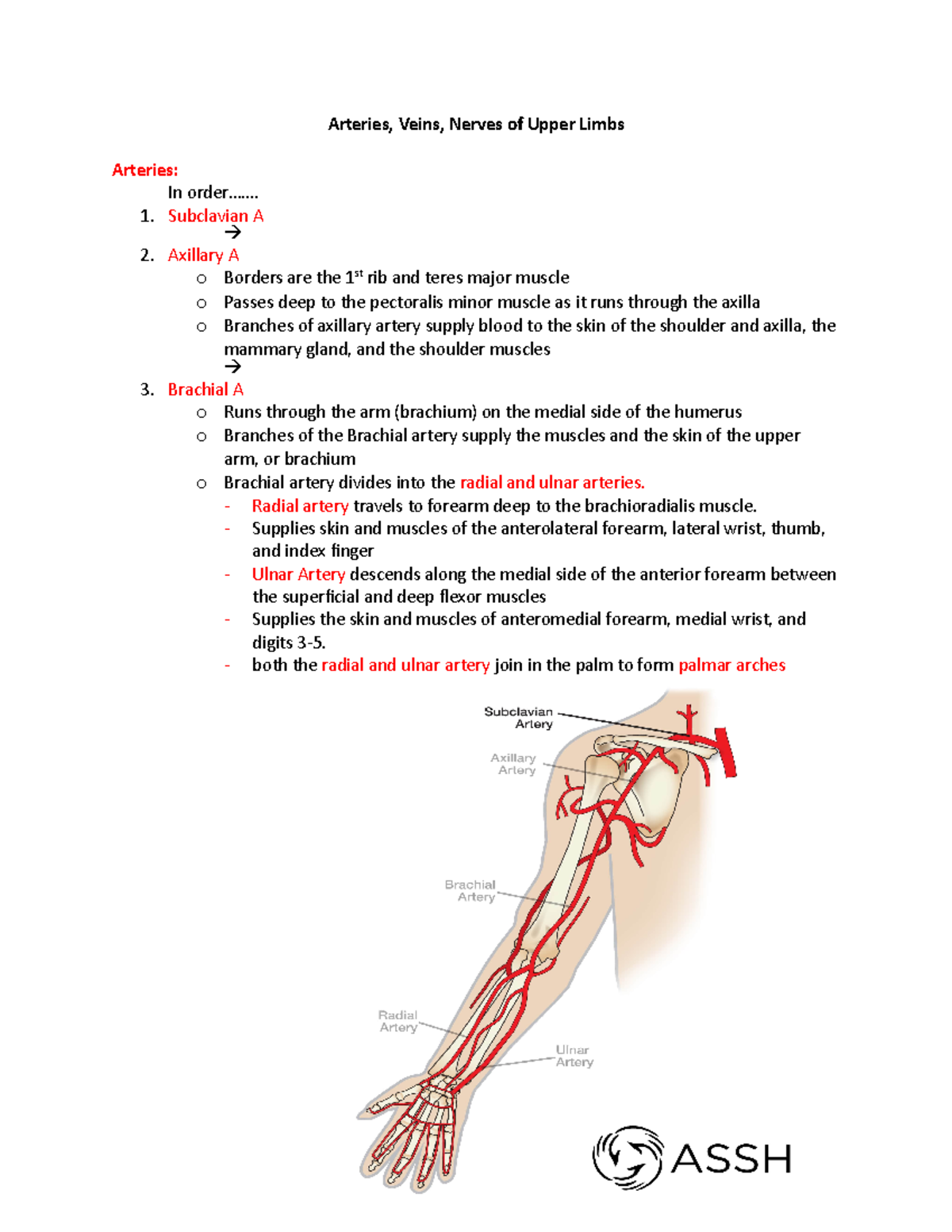 Upper limb: Arteries, veins and nerves