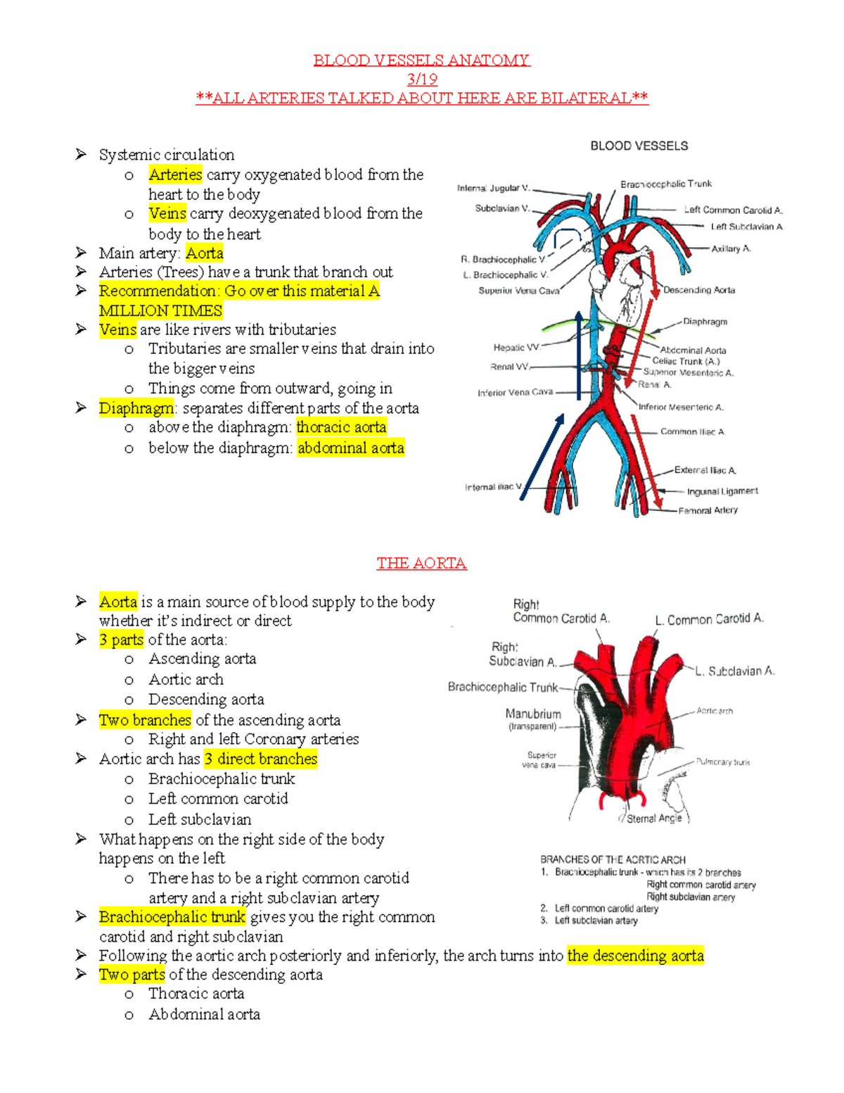 Blood Vessels Anatomy - PHS 4904 lecture notes Dr. McNally - BLOOD ...