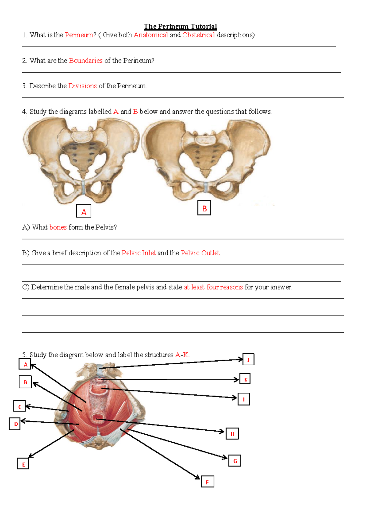 The Perineum Tutorial - practice material - The Perineum Tutorial 1 ...