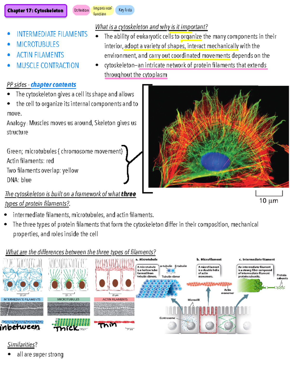 chapter 17: cytoskeleton - BIOL 230 - Studocu