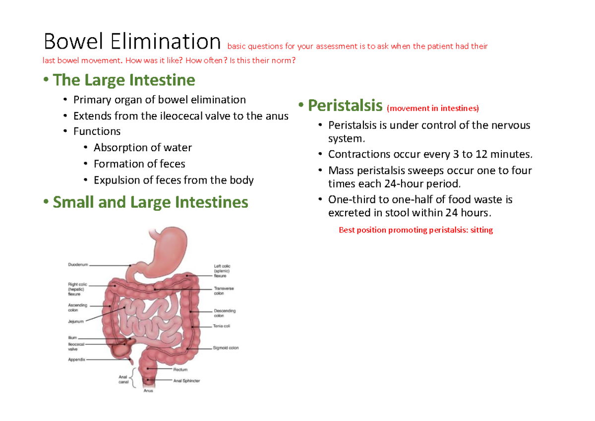 Bowel With Notes - Bowel Elimination Basic Questions For Your ...