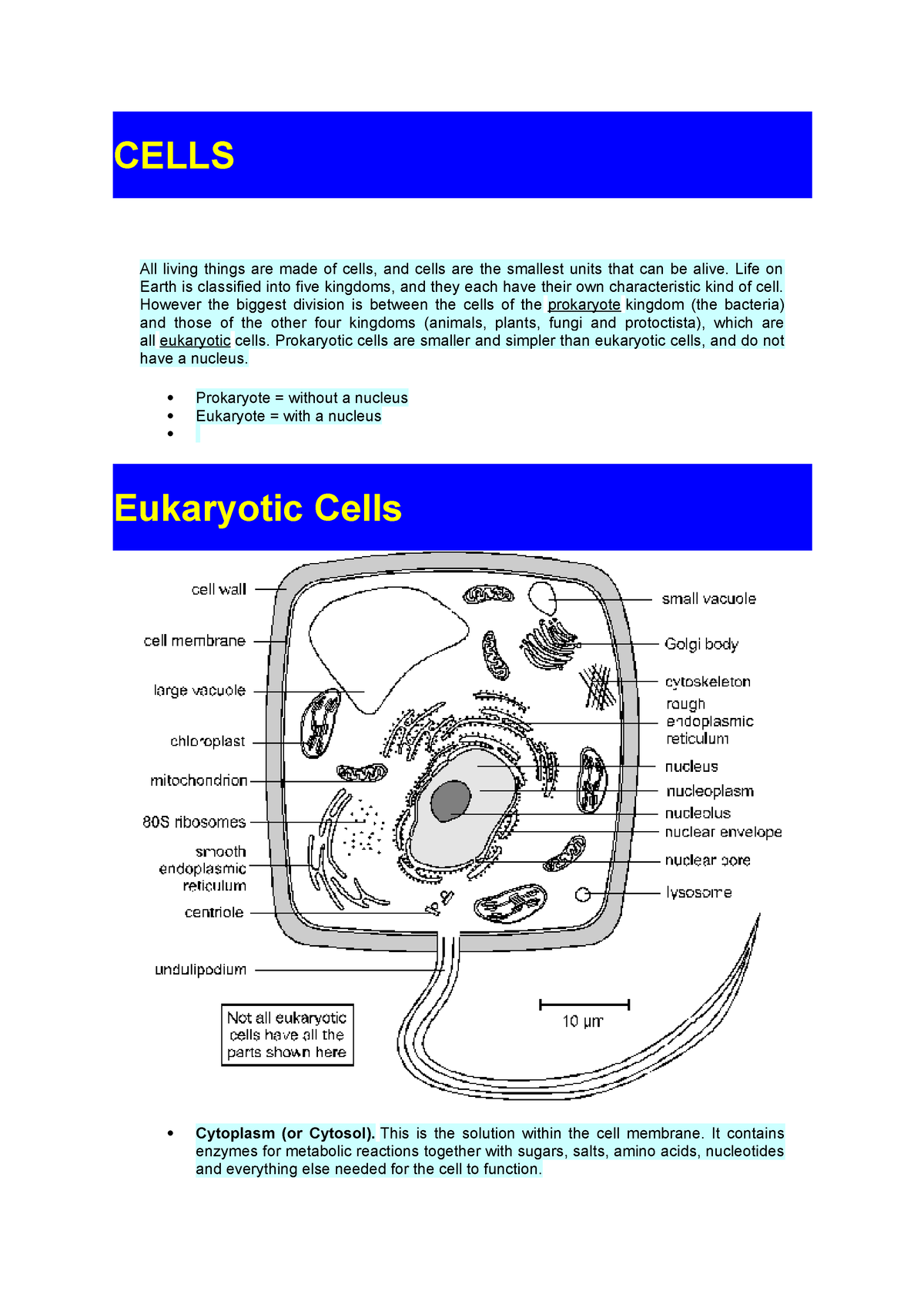 Transport In Cells Quizlet