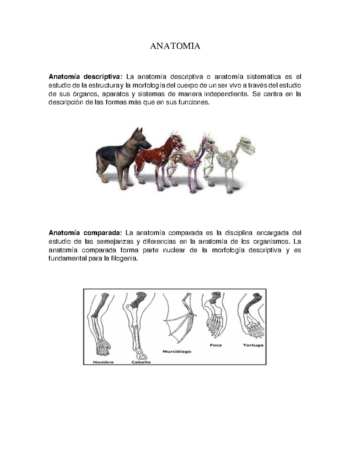 Anatomia Anatomia Anatomía Descriptiva La Anatomía Descriptiva O Anatomía Sistemática Es El 3650