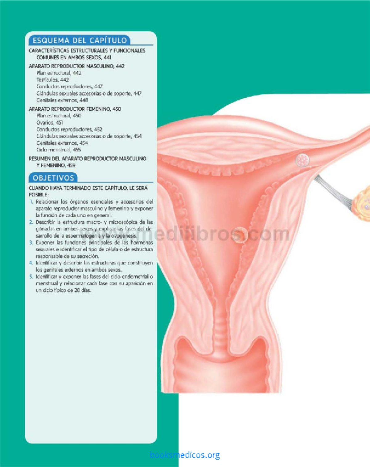 Aparato Reproductor Esquema Del CapÍtulo CaracterÍsticas Estructurales Y Funcionales Comunes