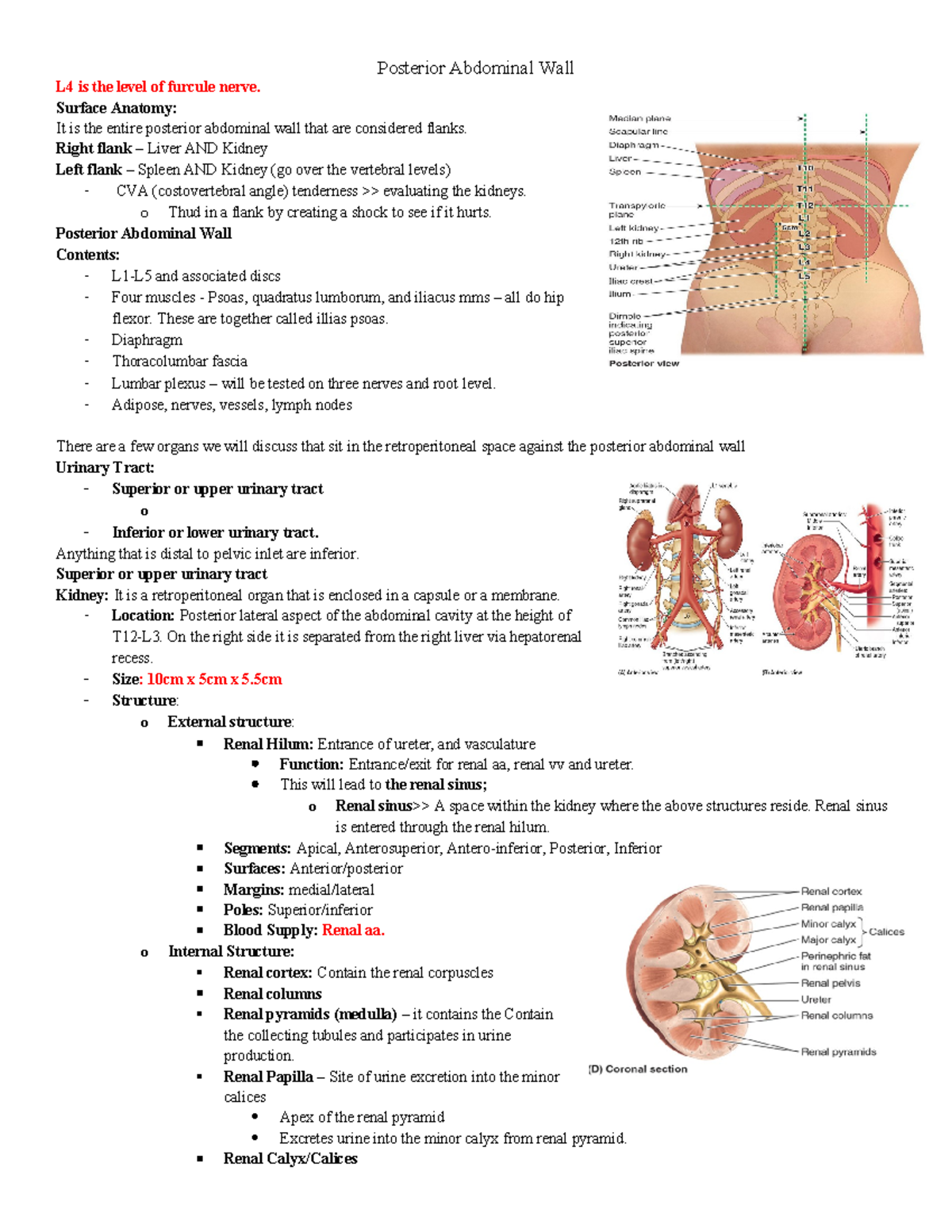 Posterior abdominal wall - L4 is the level of furcule nerve. Surface ...