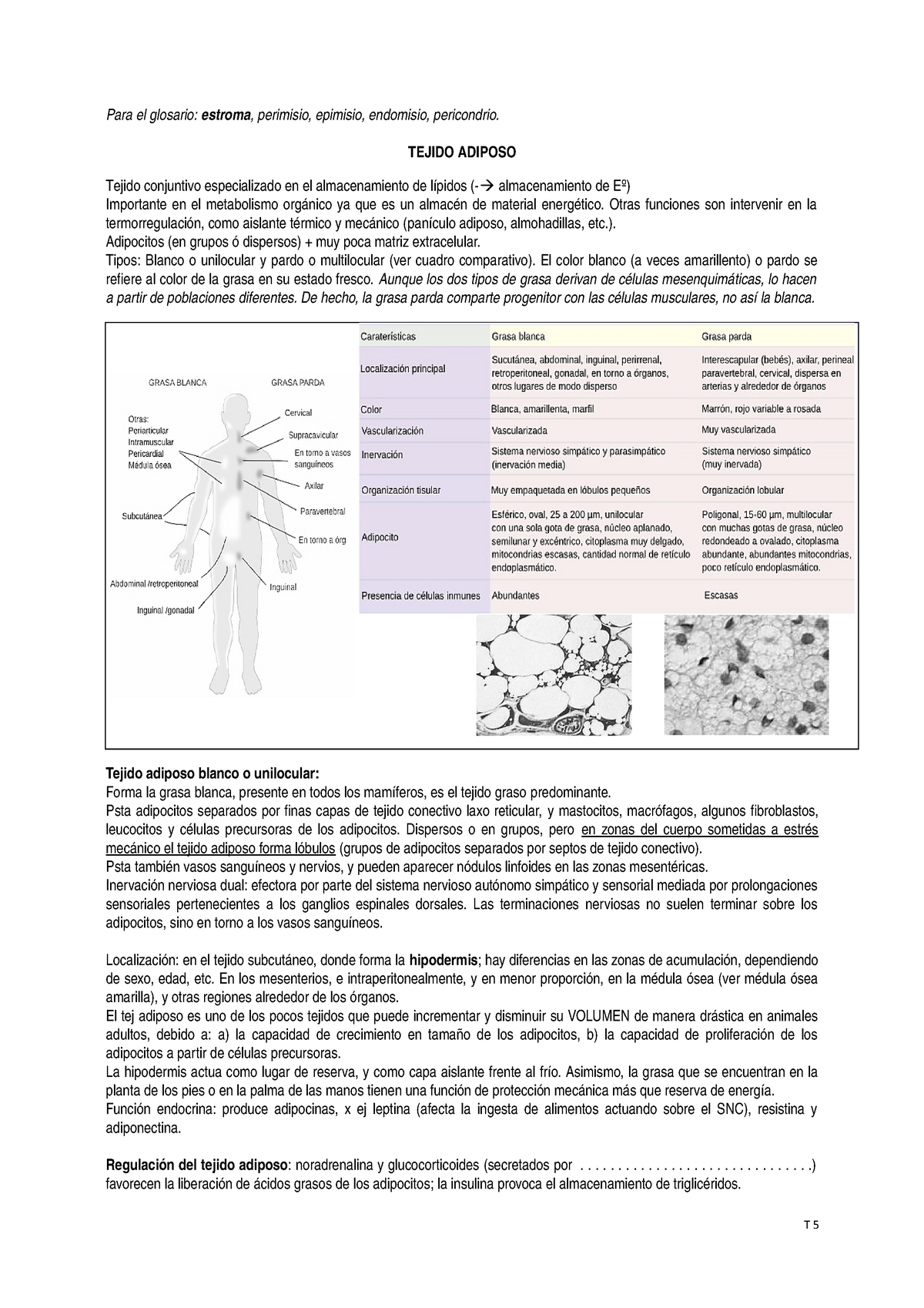 Resumen De Tejido Adiposo Y Cartilaginoso Studocu