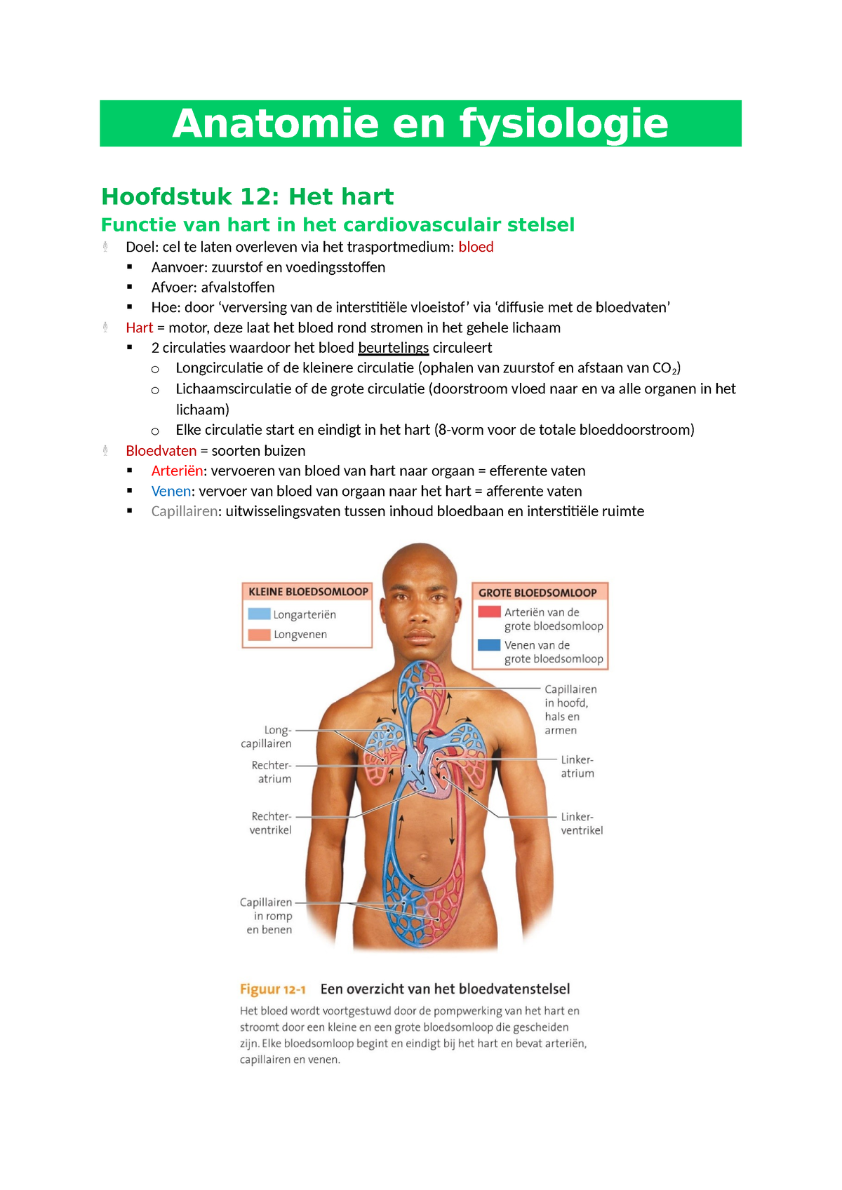 Af Hfst 12 Hart Samenvatting Anatomie En Fysiologie Hoofdstuk 12 Het