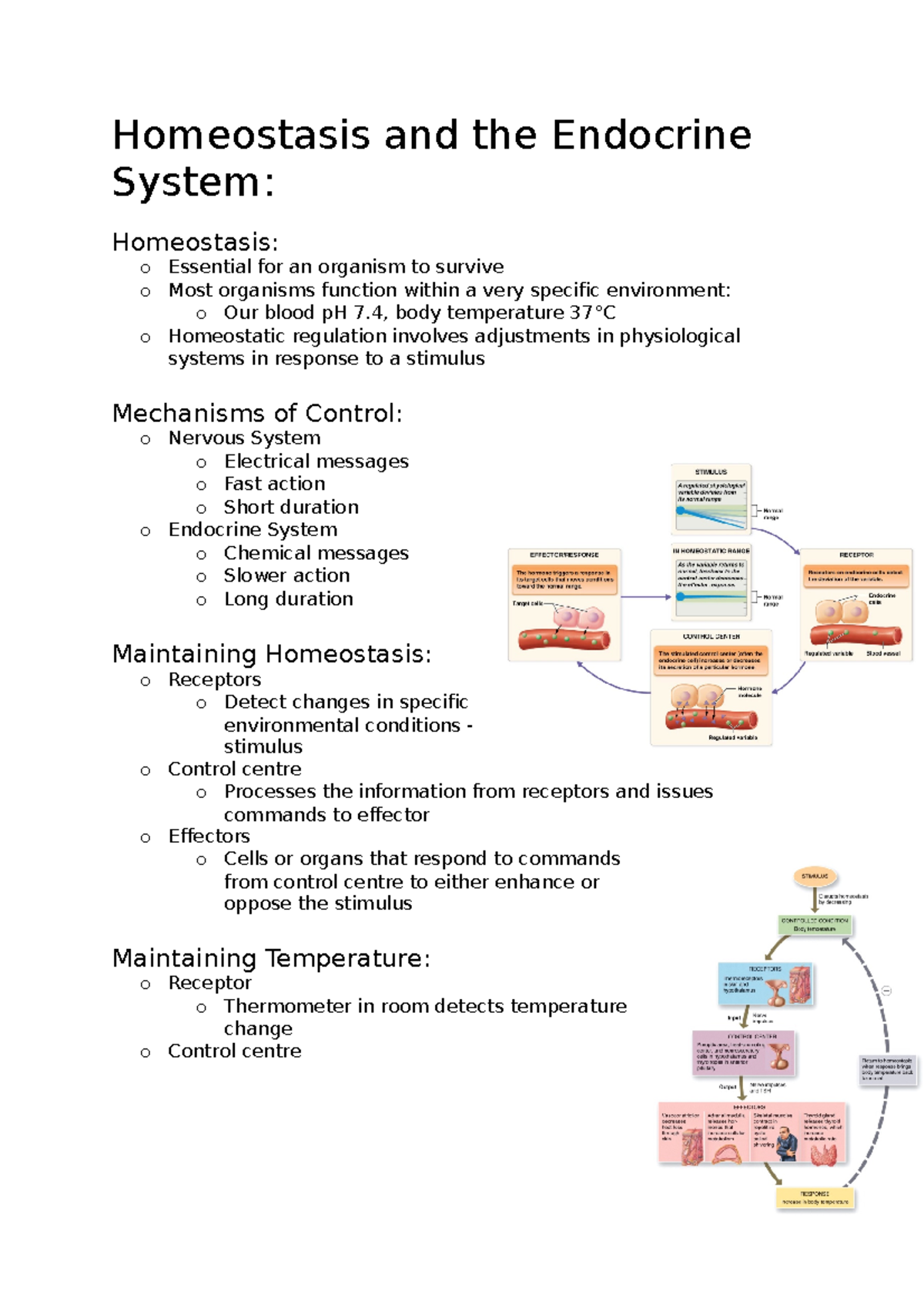 Homeostasis and the Endocrine System - Homeostasis and the Endocrine ...