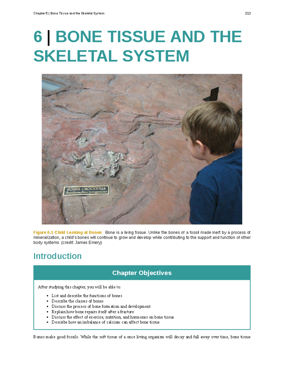 Chapter 6 - Text - 6 | BONE TISSUE AND THE SKELETAL SYSTEM Figure 6 ...