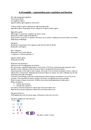 4 developmental - Lecture notes 4 - 4: Drosophila – segmentation gene ...