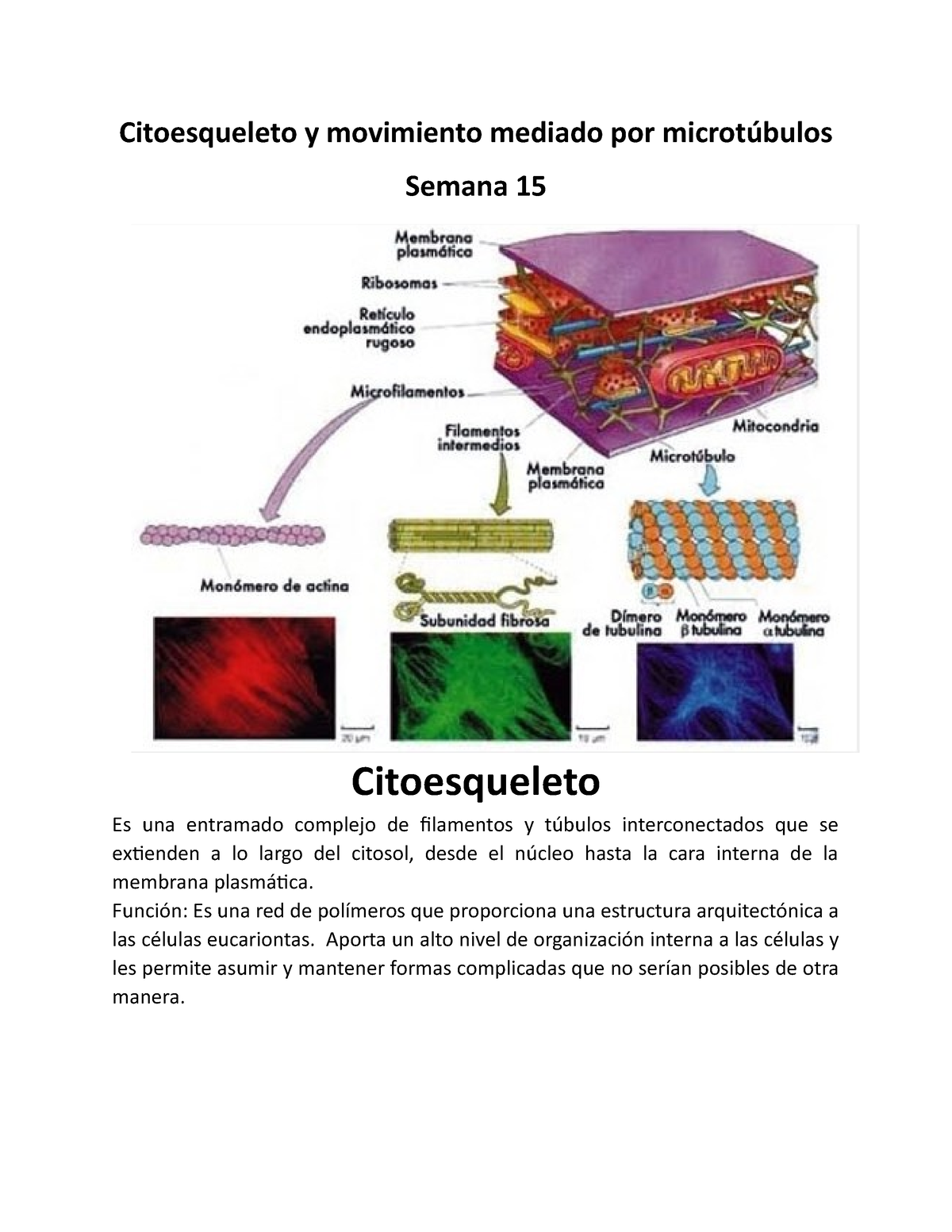 Citoesqueleto Y Movimiento Mediado Por Microtúbulos - Citoesqueleto Y ...