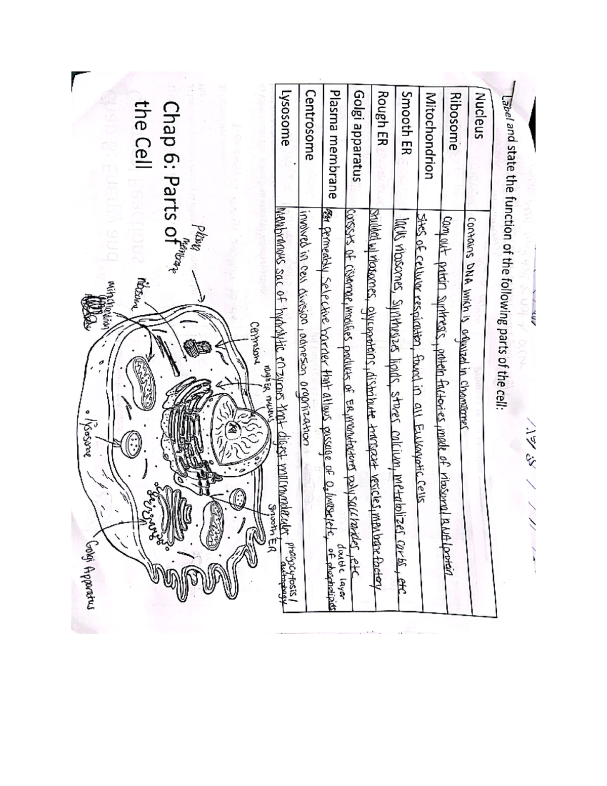 Notes - Coursework With Answers To Chapter 6, 8, 9 Activity - BSC 1010C ...