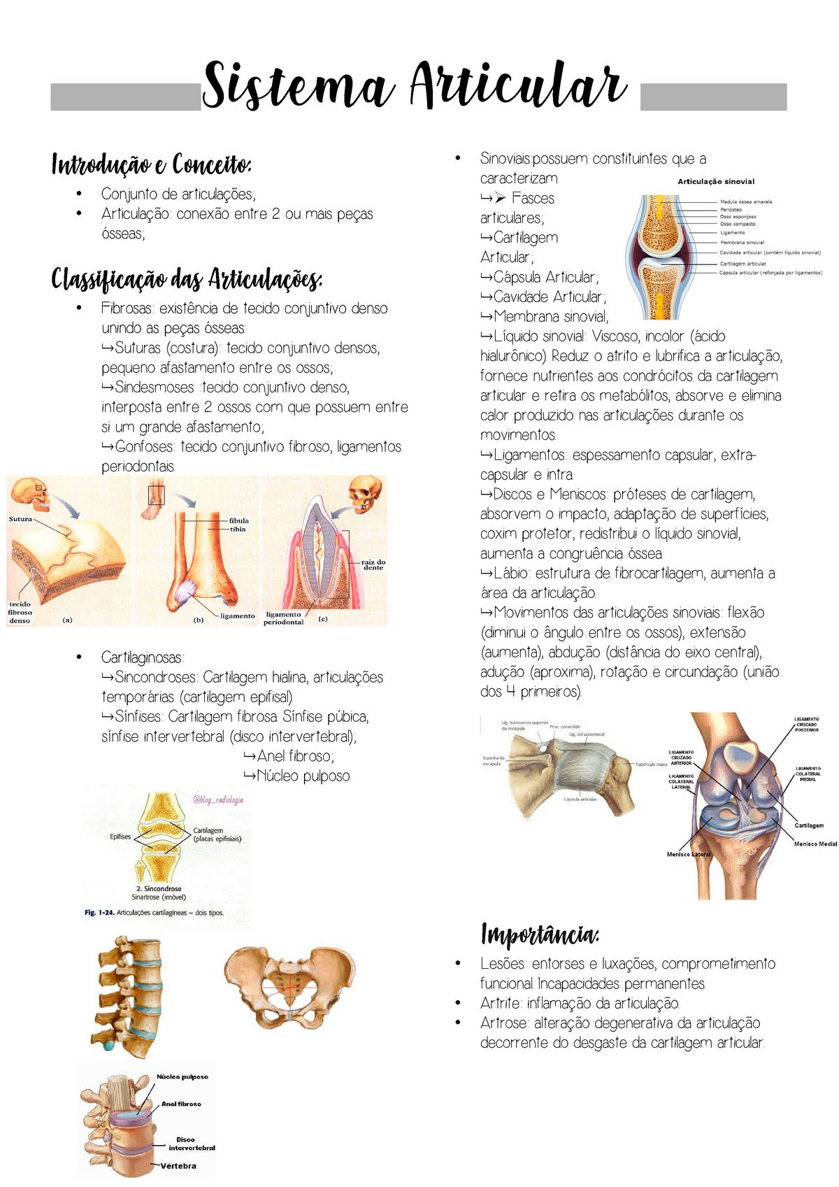 Aticular Resumo De Sistema Articular Sistema Articular