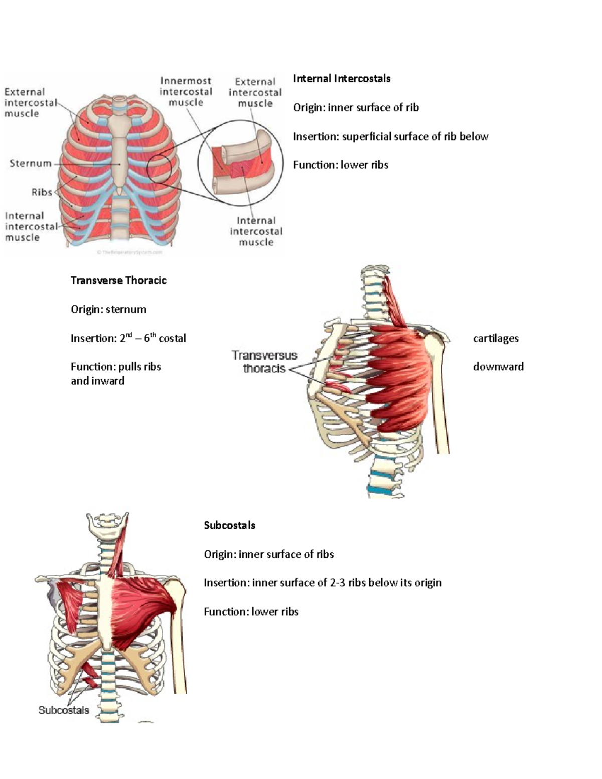 muscles-of-exhalation-internal-intercostals-origin-inner-surface-of