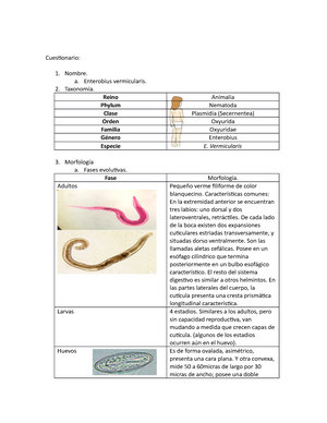 Biológia Phylum Platyhelminthes - romuvospm.lt, Enterobius vermicularis reino