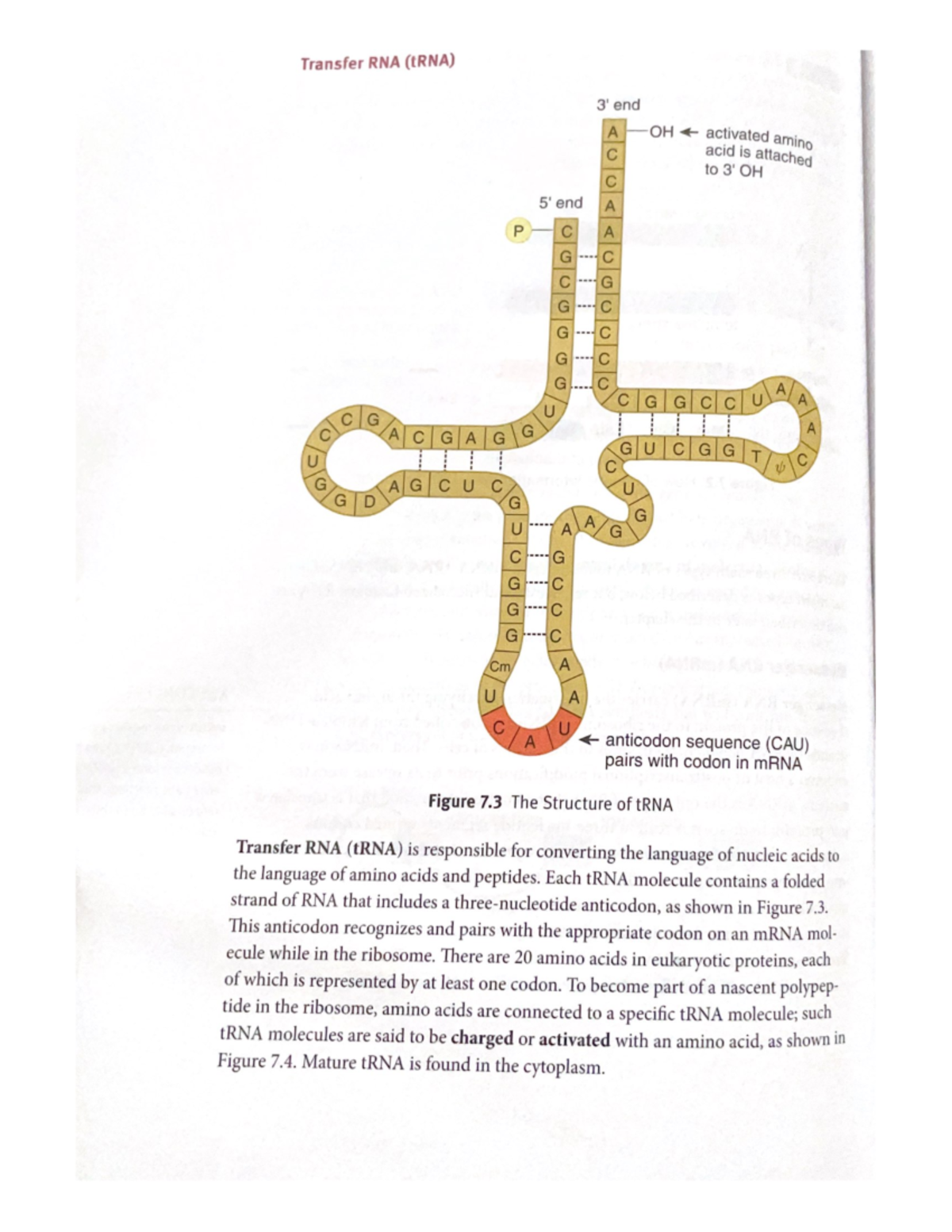 Transfer RNA (t RNA) - Notes provide visual aid and examples to ...
