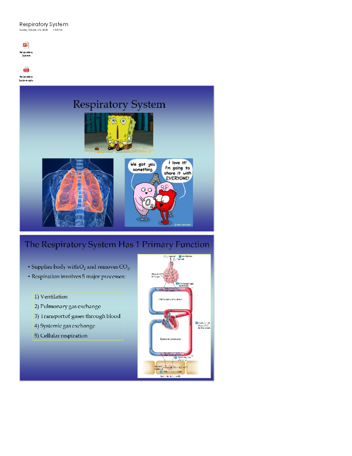Respiratory System - These are my lecture notes for Dr. Nicholas ...