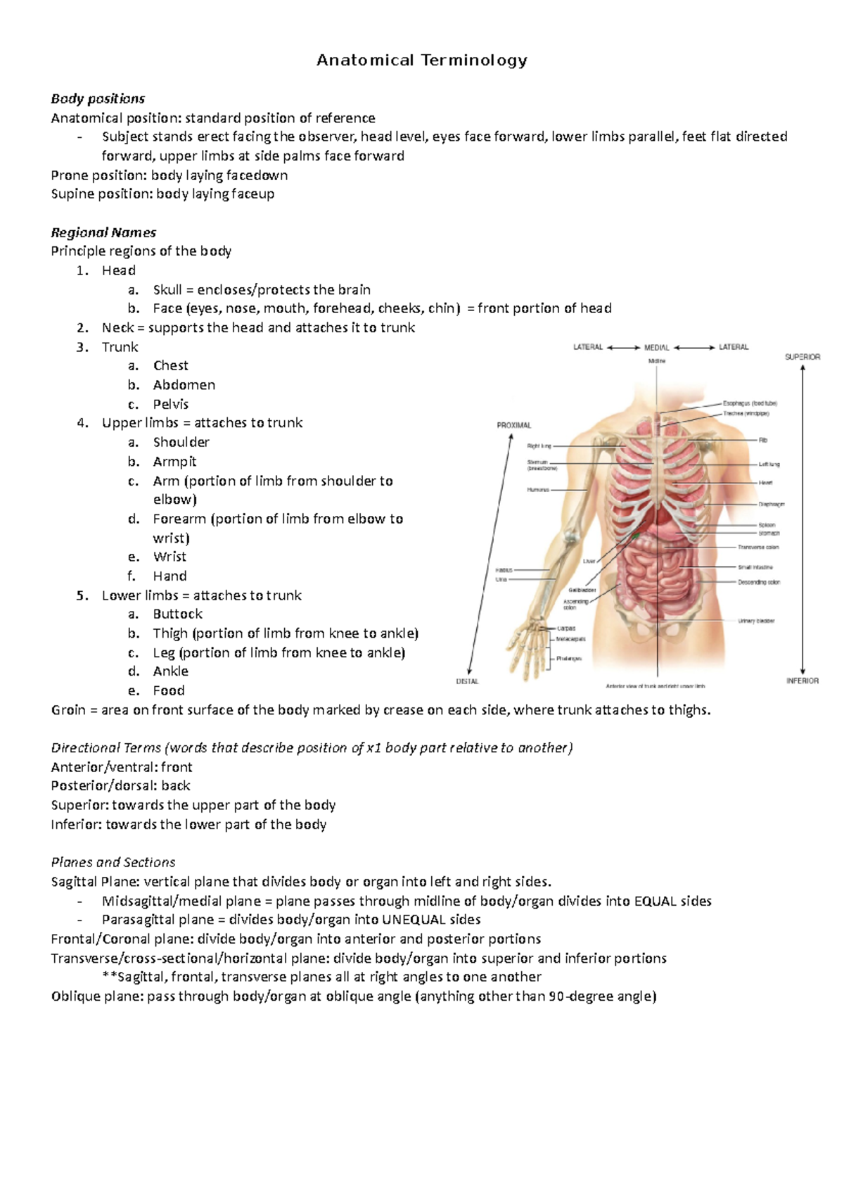 Anatomical Terminology - Anatomical Terminology Body positions ...