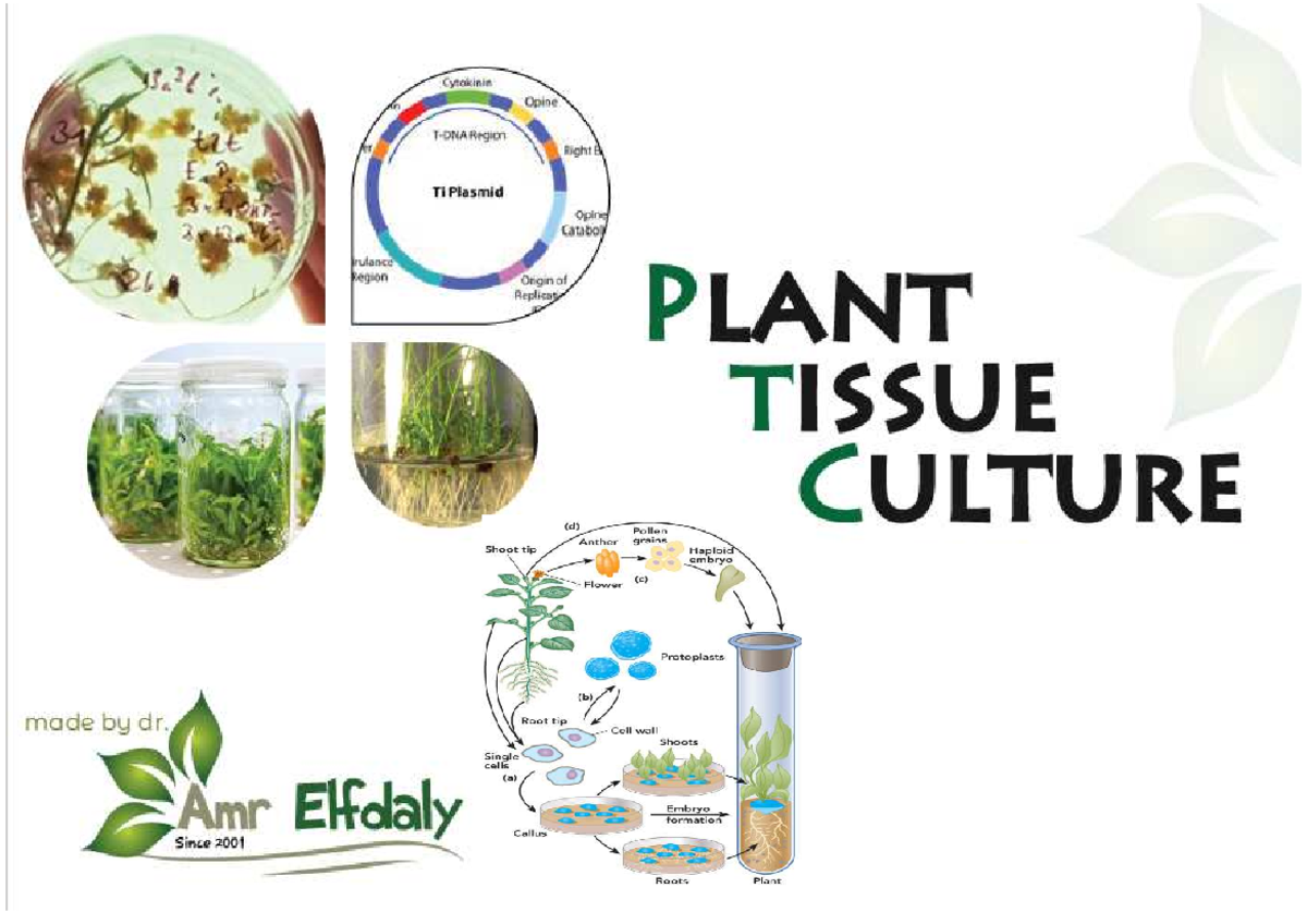 Plant tissue culture I رابعة كلينيكل 1 جزءايماند/ Plant Tissues