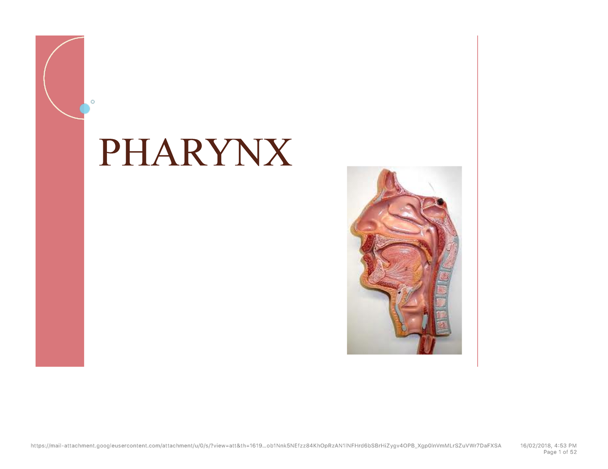 Pharynx Anatomy Head And Neck - PHARYNX - Studocu