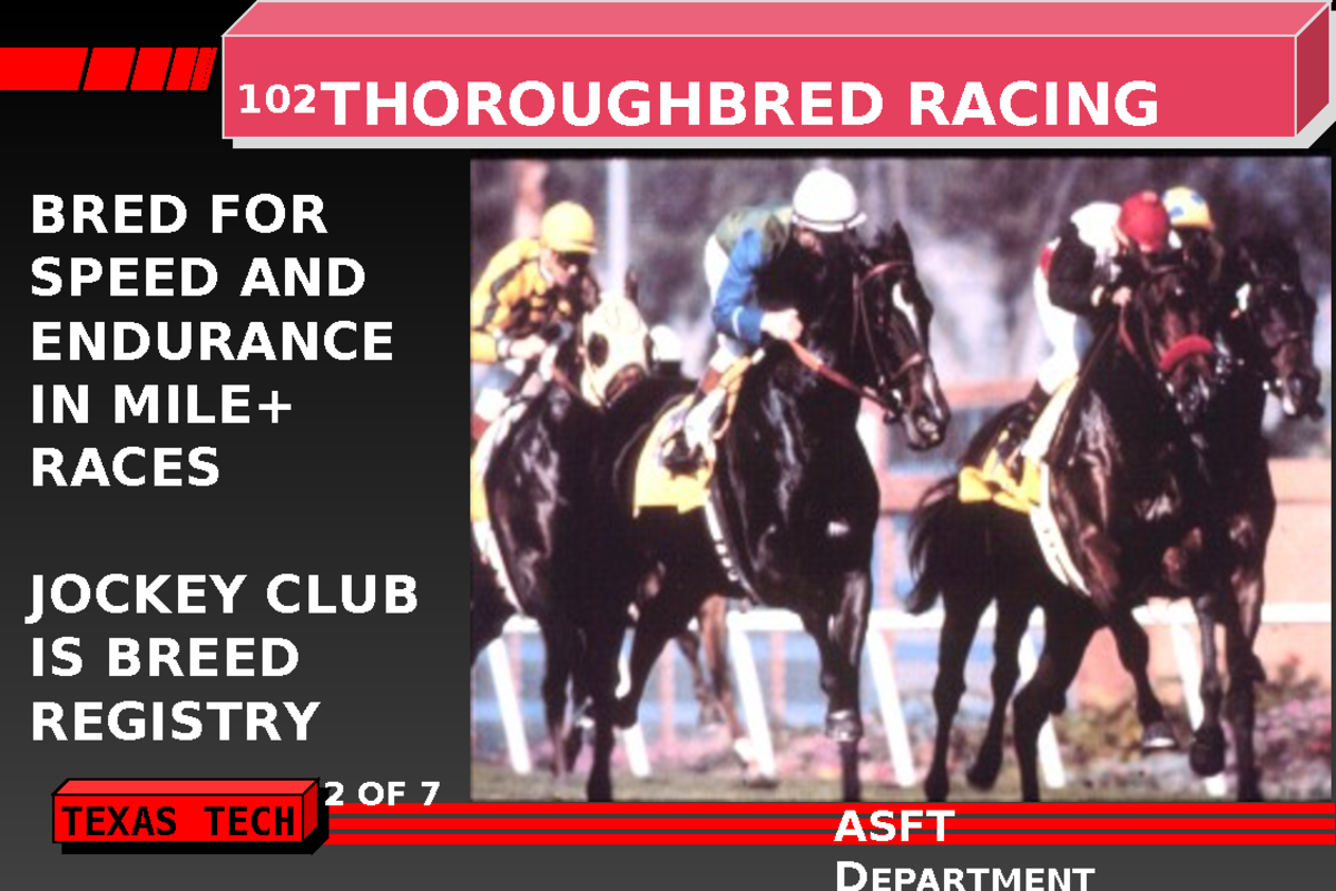 Horses - Tagged 3 - Lecture Ppt - 102 THOROUGHBRED RACING BRED FOR ...