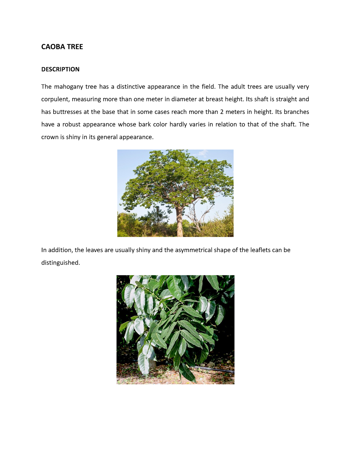 Caoba TREE TASK1 - lkjhytrewsfghjjyhtgrfew - CAOBA TREE DESCRIPTION The ...