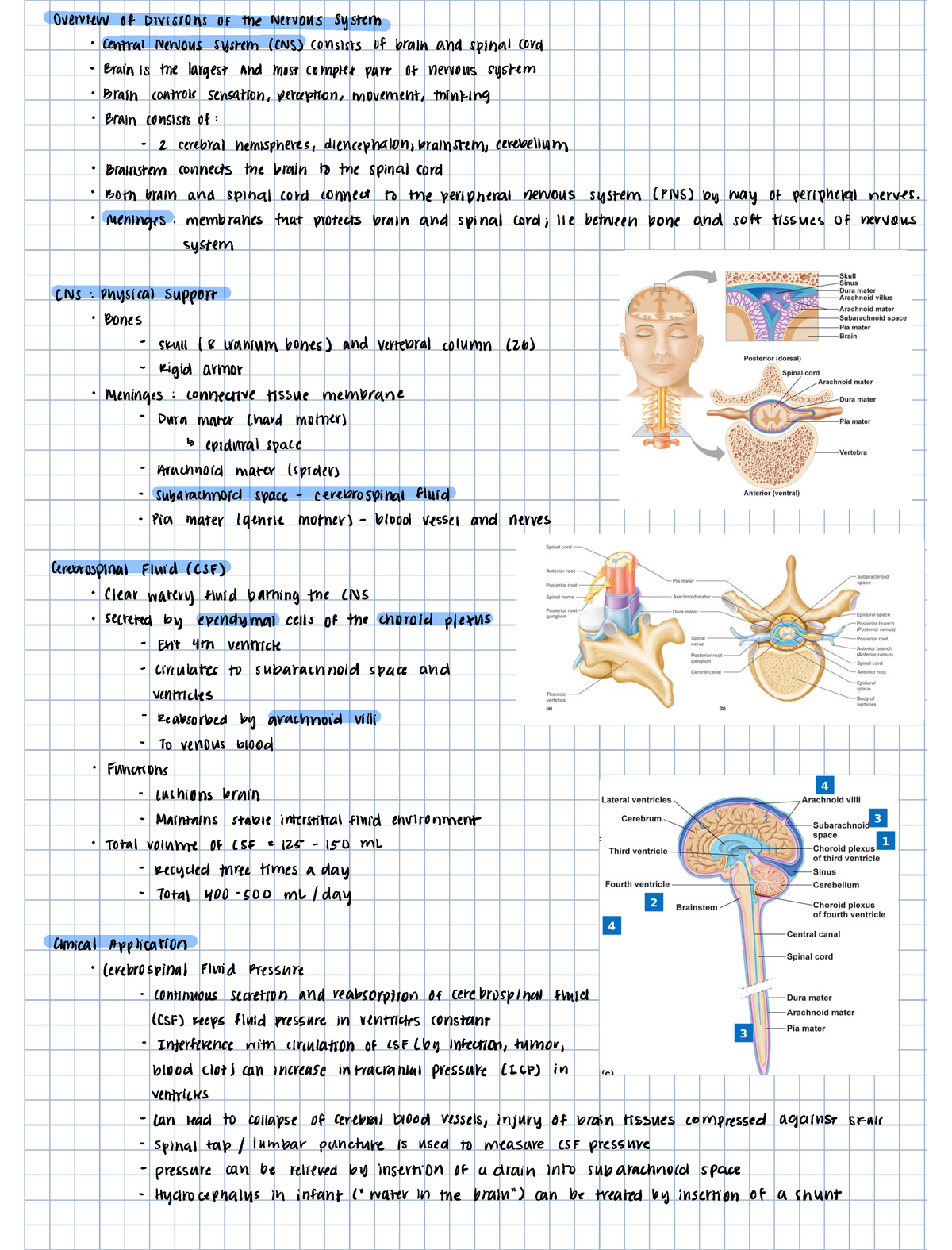 Chapter 11 - Nervous System - BSC 2401 - Studocu