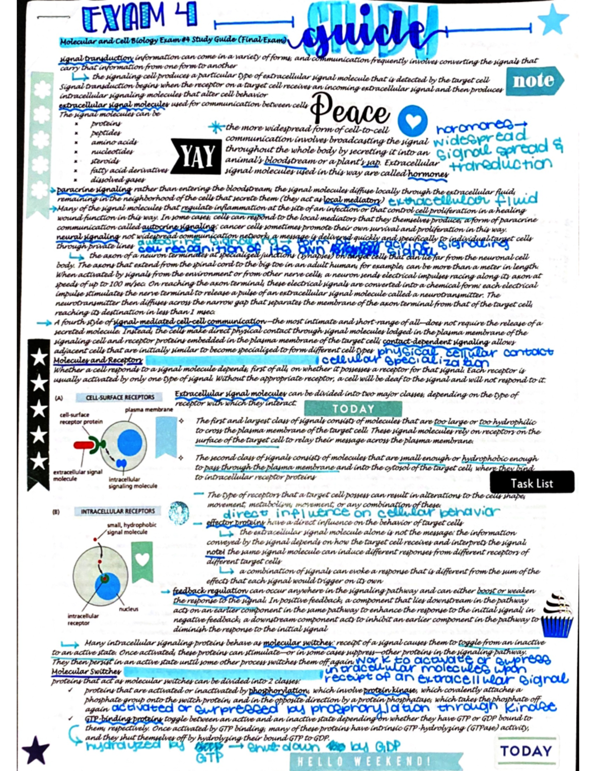 Molecular and Cell Biology Section 3 Lecture Notes - PCB 3023C - Studocu