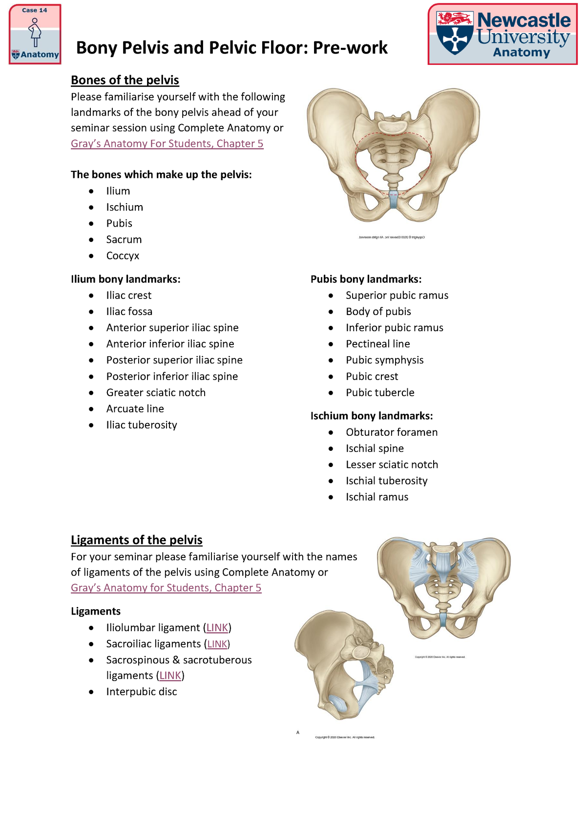 Bony Pelvis and Pelvic Floor - Pre-work - Bony Pelvis and Pelvic Floor ...